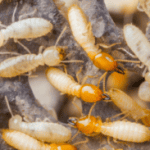 Er dette en termitt eller flygende maur?  Hvordan oppdage forskjellen og bli kvitt dem?