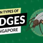 Den komplette guiden til myggforebygging, behandling og kontroll i Singapore