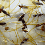 Fakta om underjordiske termitter – Hjemmeguiden