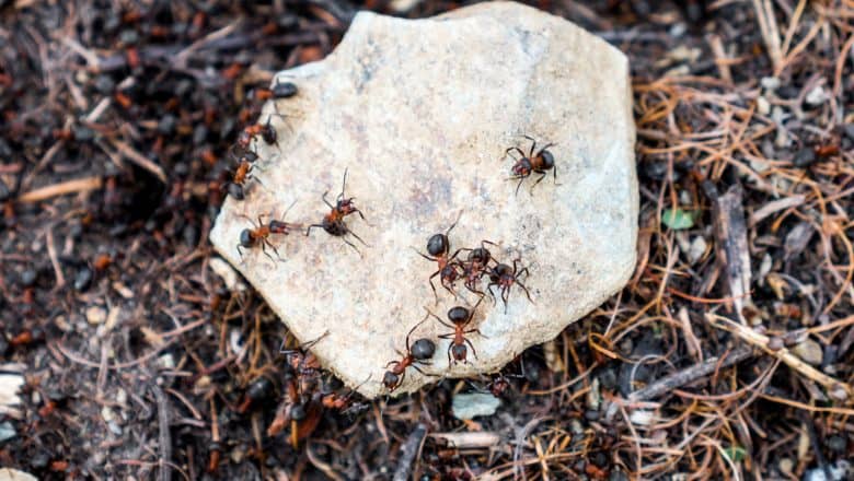 Hvordan legge heller for å unngå maur?